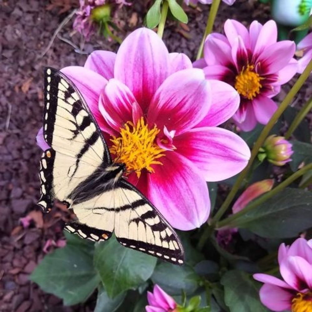 Meet your Posher, Heather